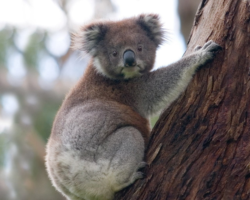 720P, koala