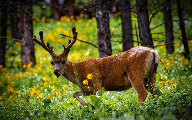 720P, Deer, brown, National, Grass, Park, Flowers, USA, Summer, Forest, Yellowstone