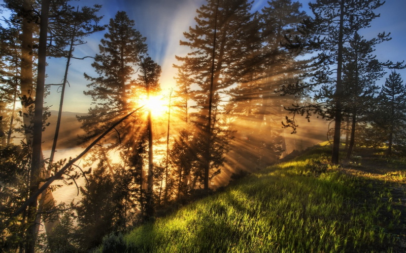 green, trees, 720P, landscape, mist, path, sun rays, Yellowstone National Park, grass, nature