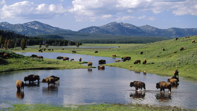 park, american, wyoming, bison, 1080P, national, yellowstone