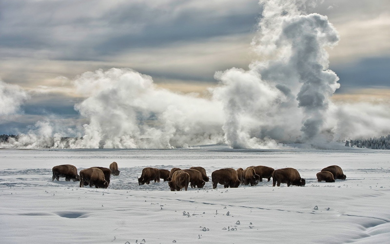 Animal, Yellowstone, Yellowstone National Park, National Park, 1080P