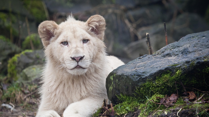 4K, animal, predator, lion, white, sit, moss, rocks, wild