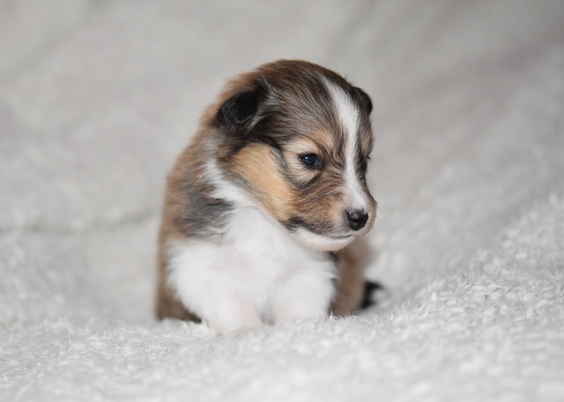domestic animals, selective focus, mammal, cute, portrait puppy, indoors, puppy, rug, pets, nature, chihuahua - dog, puppy shetland sheepdog, innocence