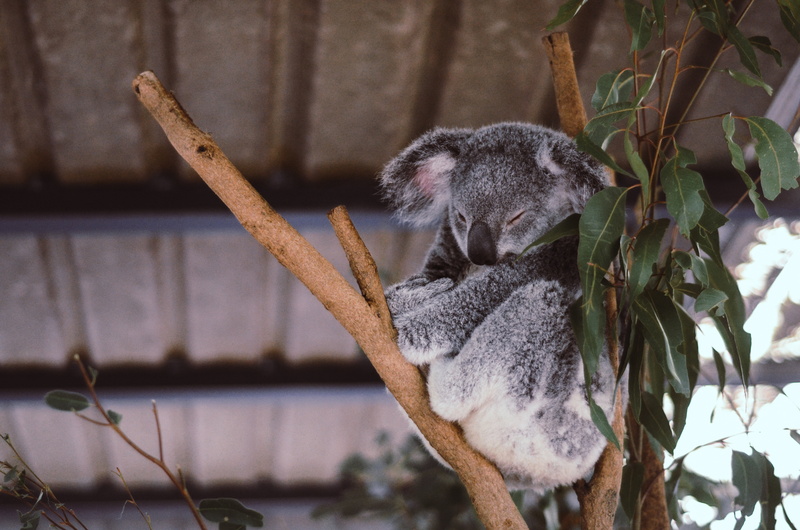 australian Culture, outdoors, animal wildlife, wildlife, plant part, leaf, herbivorous, outback, focus on foreground, endangered Species, cute, vertebrate
