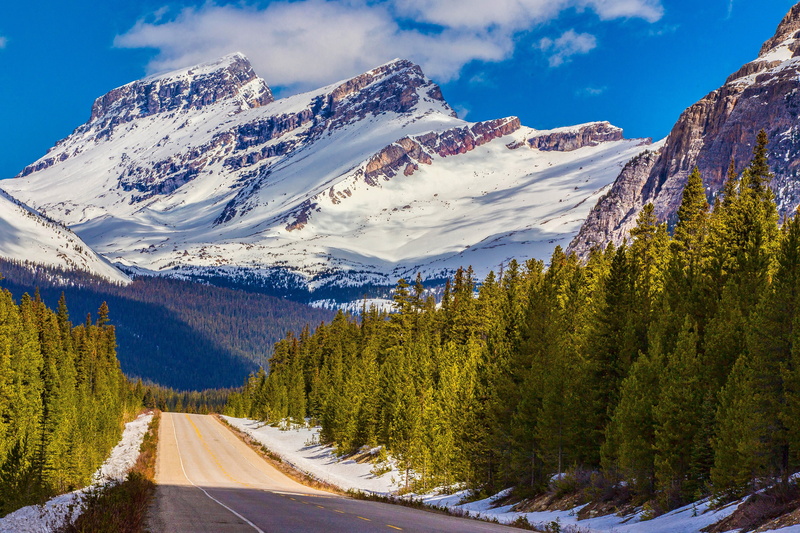 trees, scenics - nature, environment, day, sky, summer, plant, non-Urban Scene, pine tree, mountain Peak, banff, canada, europe, national Park, alberta