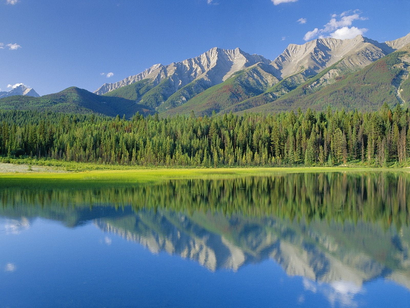 pine woodland, non-Urban Scene, british columbia, beauty In Nature, 720P, green, travel destinations, mountain, national Park, rocky Mountains, extreme Terrain