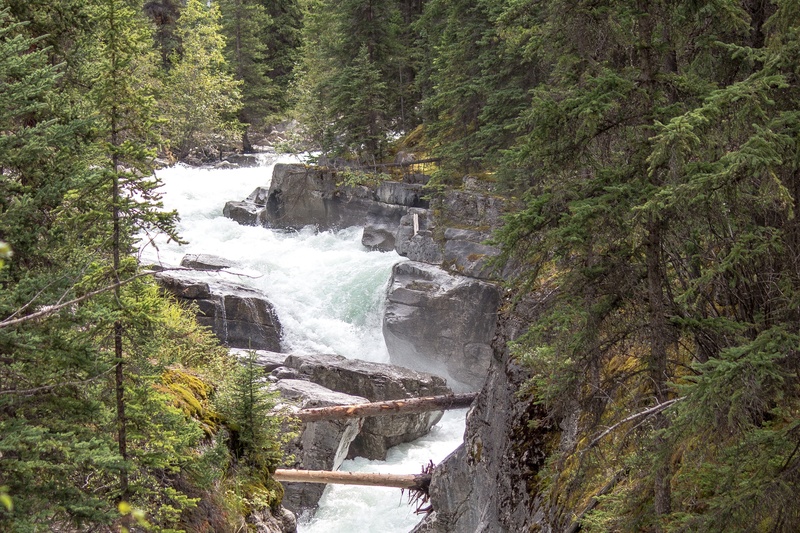 tourism, plant, rapids, 2K, rocks, fast, scenics - nature, no people, outdoors, gurgling, power in nature, canadian, jasper, stream, ecology, trees, land