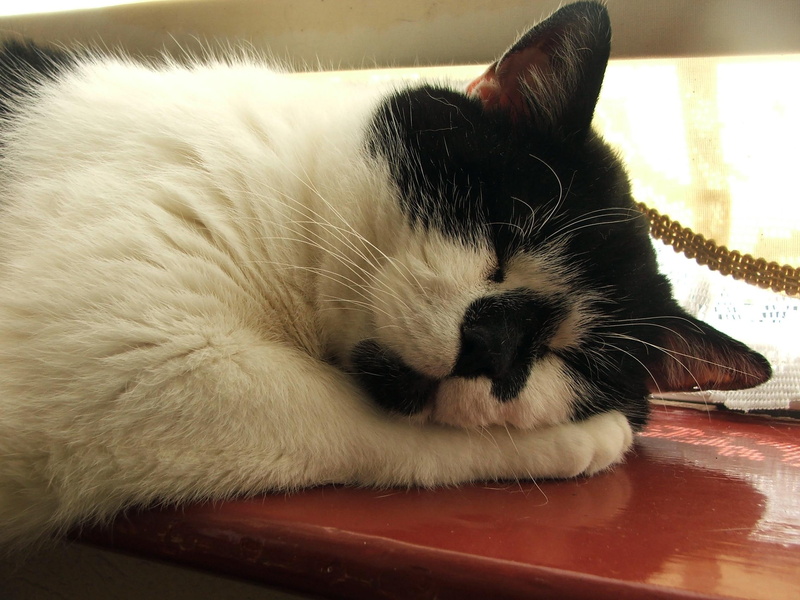 animals, pets, cats, jasper, snooze, 1080P, nature
