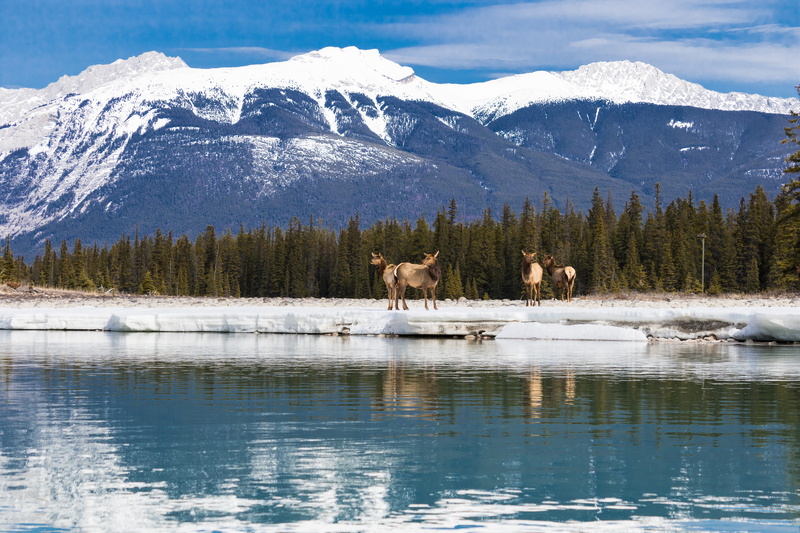 mammal, jasperguy, winter, no people, beauty in nature, jasper, snowcapped mountain, 5K, cold temperature, nature, jasper national park, herbivorous, animal