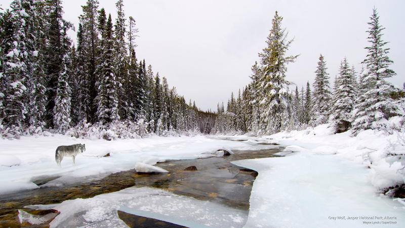 gray, jasper, 2K, alberta, Winter, national, wolf, park