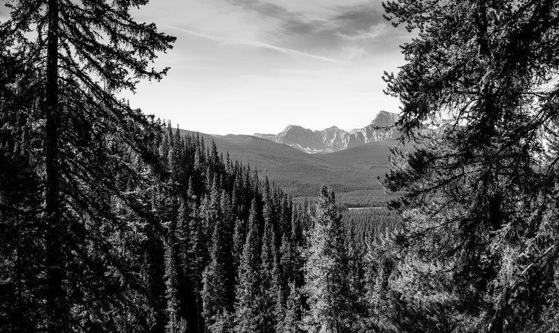 canada, pine tree, mountain, pine woodland, environmental, growth, albertum, pinebeetle, near, black and white, pinaceae, photography, plant, tranquility