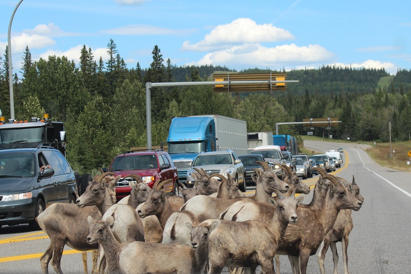 traffic, valley, range, plant, domestic animals, land vehicle, hazard, jasper, goat, group of animals, 2K, wild, herd, scenery, travel, cloud - sky, sky