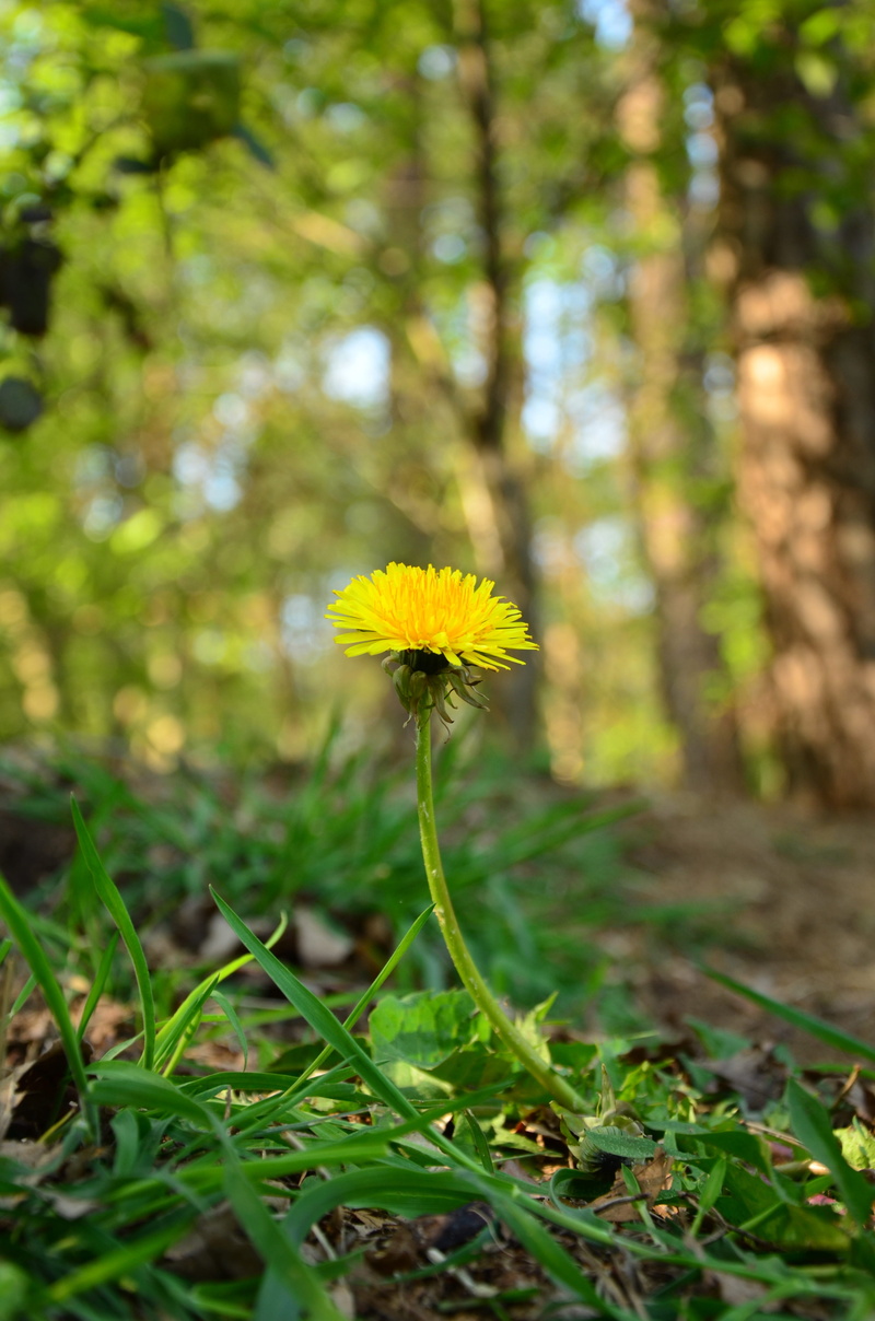 inflorescence, vulnerability, day, flowering plant, spring, green color, flower head, fragility, green, flower, dandelion, brown, close-up, nature, yellow