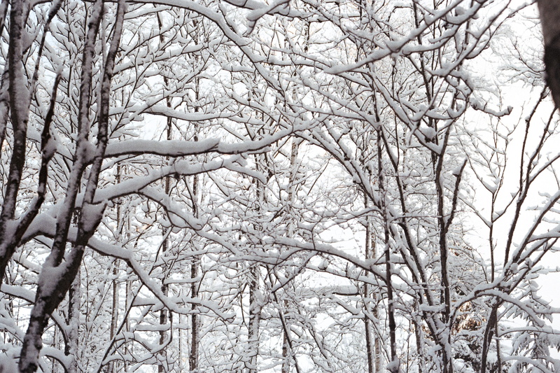winter, plant, land, branches, day, scenics - nature, filipstad, branch, covering, no people, sweden, outdoors, forest, cold temperature, fores, snow, beauty in nature