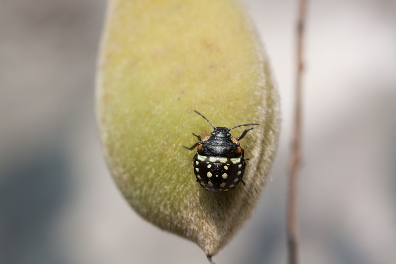 black, outdoors, gliederfuß, clean, black color, animal wildlife, wisteria, no people, nature, cleaning, animal, 4K, insect, animals in the wild, zoology