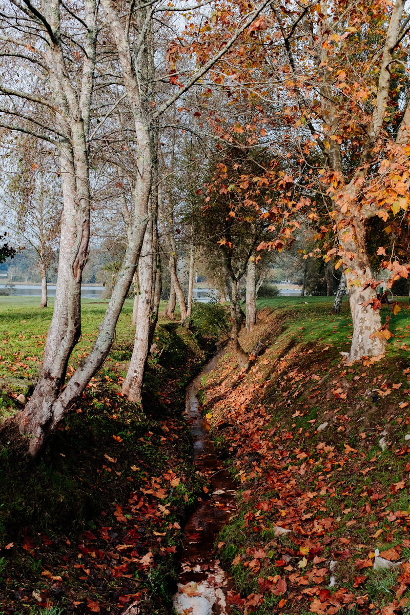 colorful, growth, tranquility, nature, trunk, field, land, plant, leaf, portugal, forest, scenics - nature, maple, outdoors, fores, autumn collection, leaves