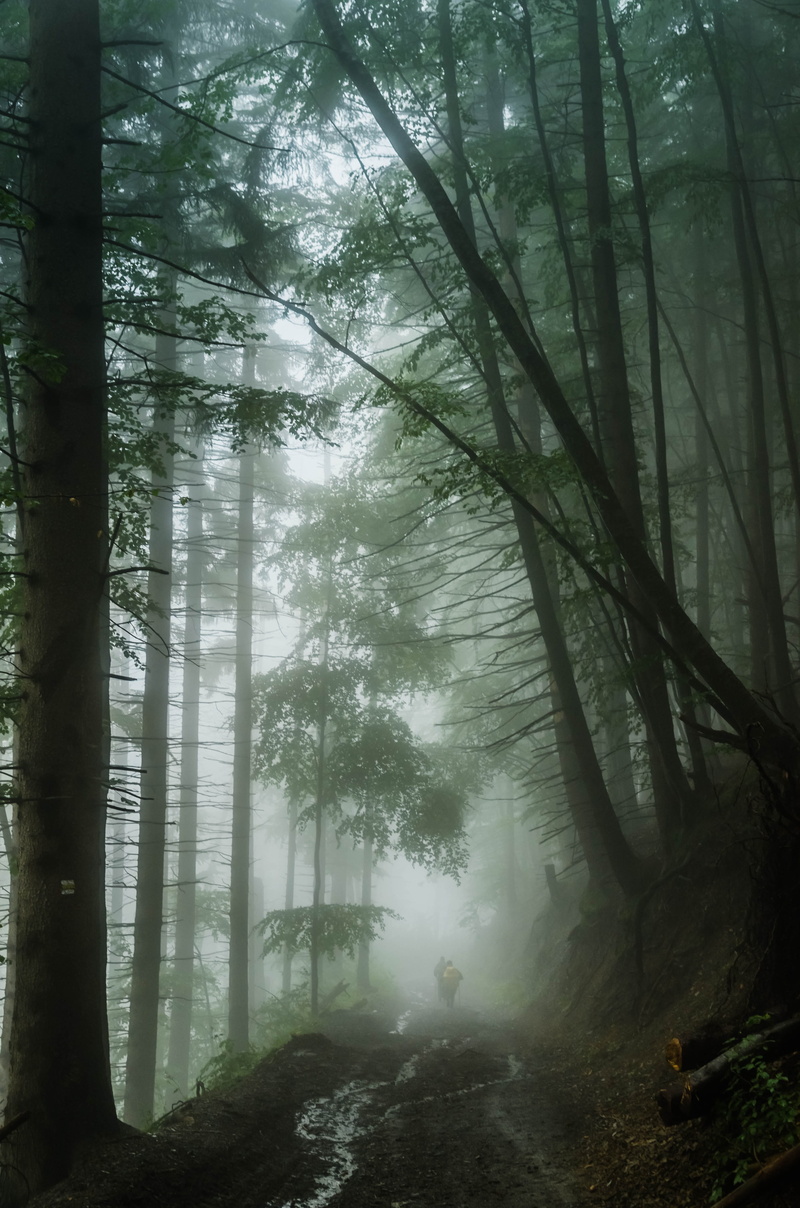 plant, branch, land, non-urban scene, hazy, day, carpathians, tranquil scene, forest, no people, road, nature, beauty in nature, tranquility, outdoors