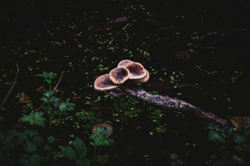 water, nature, animals in the wild, tranquility, mushroom, 4K, fungus, day, high angle view, land, forest, black, growth, animal, green, outdoors, plant