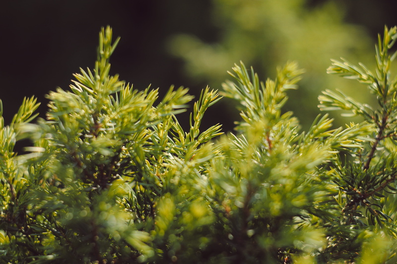 nature, sunlight, pines, food, pine tree, selective focus, green color, outdoors, fores, green, yellow, bokeh, freshness, coniferous tree, growth, 5K
