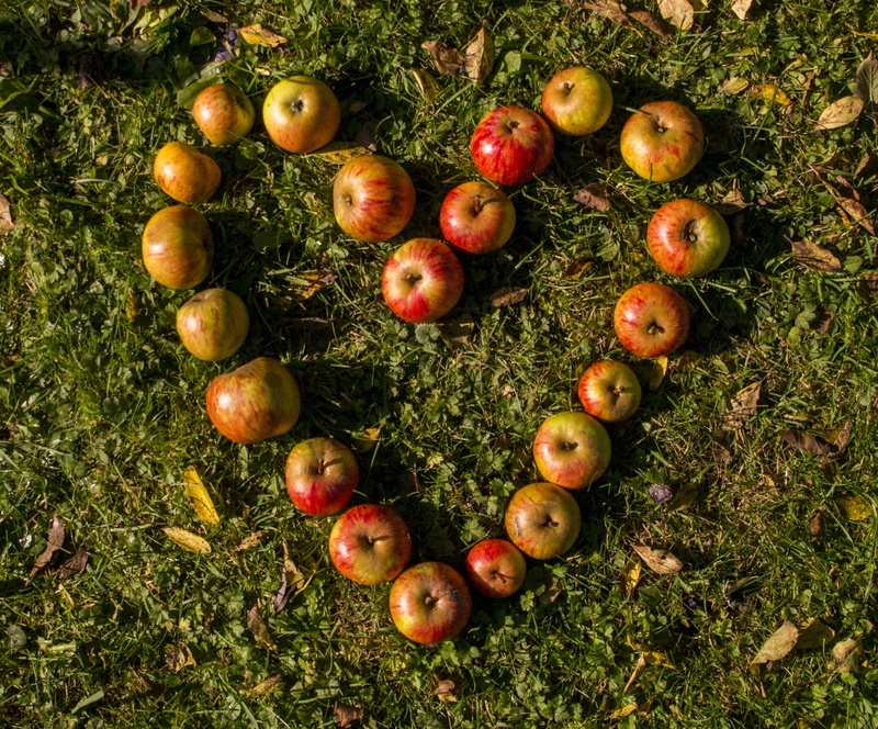 growth, partnership, freshness, apples, day, field, enjoy, green color, 2K, no people, heart, healthy eating, food, mindfulness, ripe, benefit from, apple - fruit