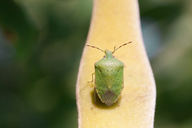 animal, green, kerfe, close, one animal, close-up, animal wildlife, bug, outdoors, 4K, no people, animal body part, wisteria, plant, insect, leaf bug