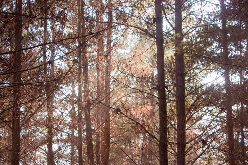 scenics - nature, nature, plant, pine tree, non-urban scene, branch, and, tree, no people, flora, season, happy, trees, 4K, growth, woodland, exterior