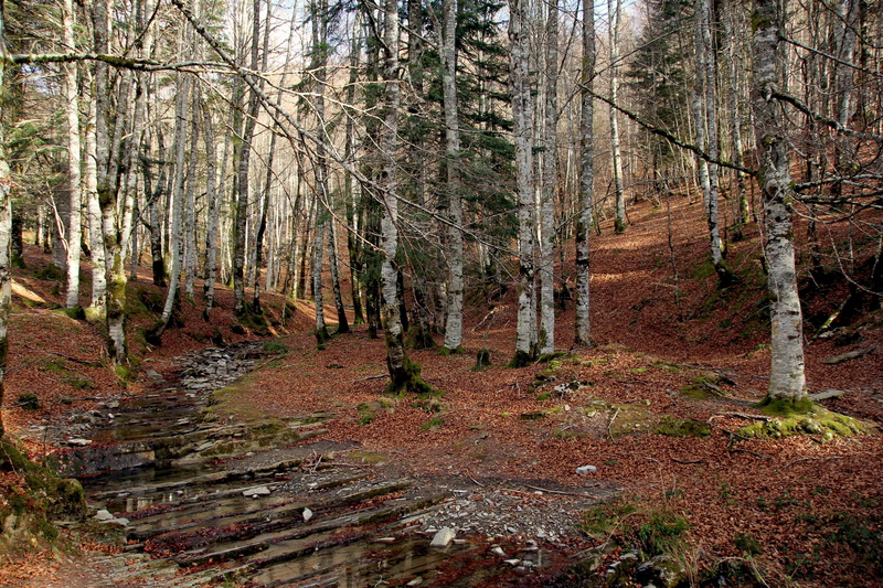 leaf, park, Pine, beauty in nature, bank, path, change, outdoors, fores, pine, photo, color Image, non-urban scene, scenics - nature, leaves, footpath