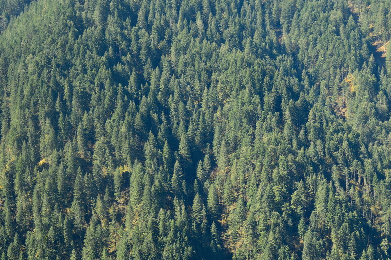 backgrounds, green color, landscape, pine tree, day, plant, daytime, green, nature, non-urban scene, beauty in nature, land, mountain, tree, outdoors, growth