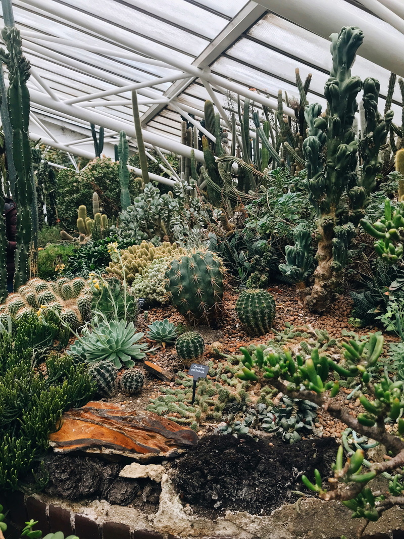 large group of objects, potted plant, united kingdom, indoors, succulent plant, nature, ceiling, day, agriculture, greater london, plantation, growth, plant nursery