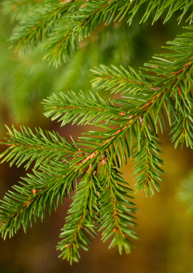 pine tree, yew, abies, plant, coniferous, fern, leaf, nature, macro, coniferous tree, pine, no people, 5K, conifer, focus on foreground, green color, selective focus