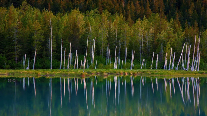 green color, reflection, nature, tranquil scene, tranquility, plant, tree, trees, scenics - nature, fores, forest, beauty in nature, day, non-urban scene
