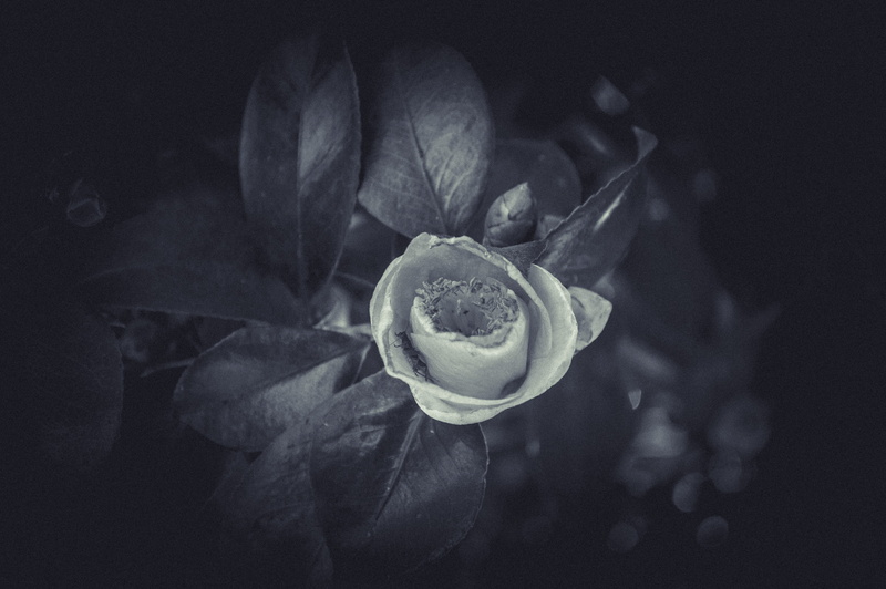 nose, black background, textured effect, close-up, rose, freshness, viejo, pollen, flower head, growth, 5K, no people, pic, flower, old, rose - flower