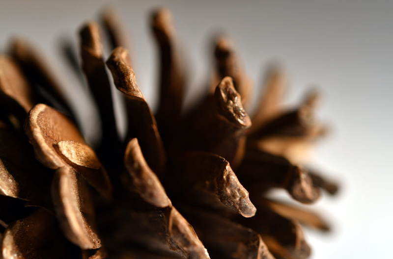 selective focus, fores, ingredient, food and drink, still life, no people, abundance, black color, food, dried food, 5K, tree, indoors, snack, cone, seed
