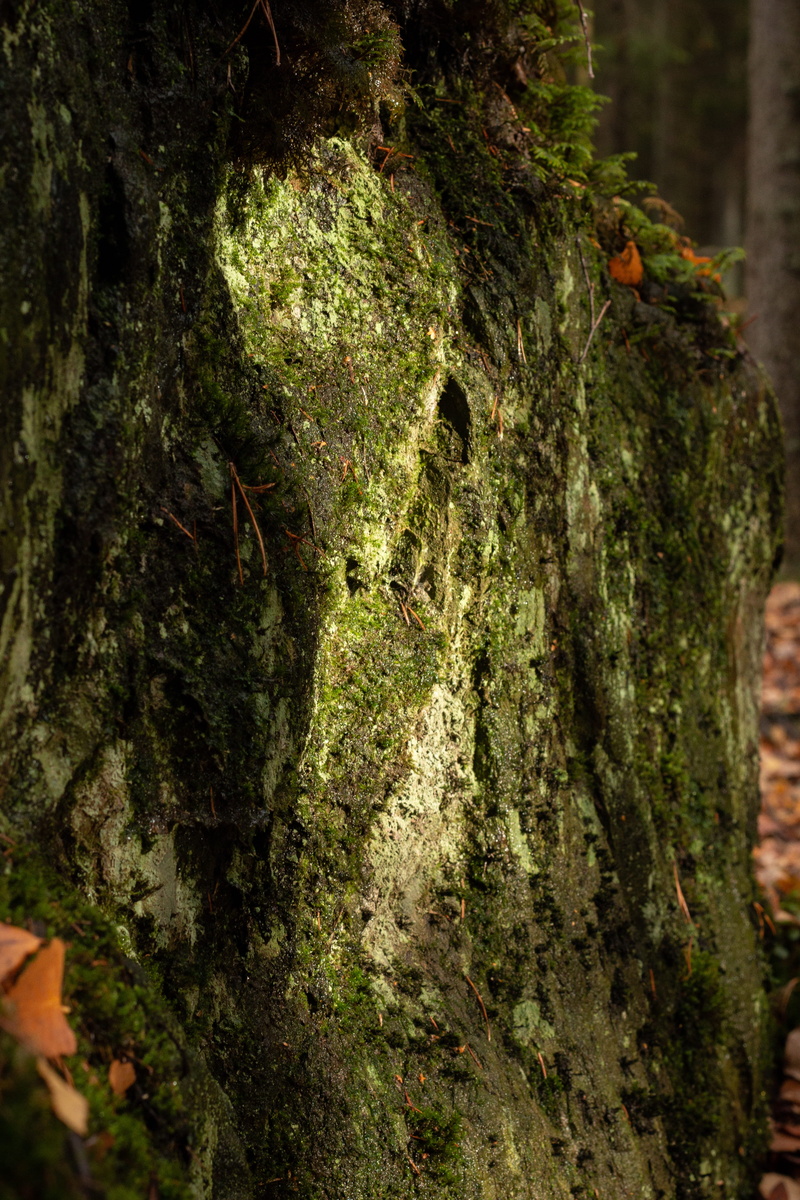 nature, 4K, bird, outdoors, tree, day, tree trunk, green, animal wildlife, green color, animal themes, banister, growth, plant, redwood, ivy, no people
