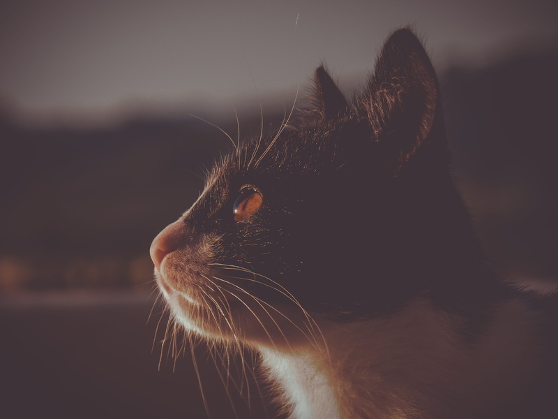 mammal, poços de caldas, feline, fores, pets, focus on foreground, domestic animals, 4K, batzil, brazil, vertebrate, lake, looking, close-up