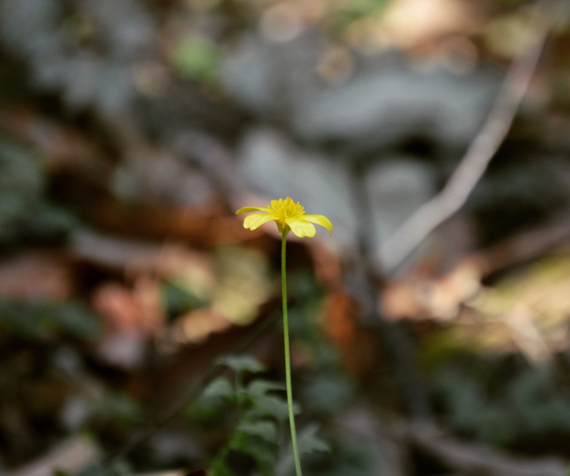 4K, nature, no people, plant, flowering plant, flower, plant stem, focus on foreground, fragility, mexico, growth, day, selective focus, petal, flower head