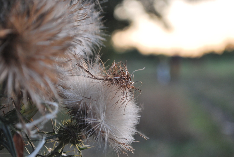 close-up, softness, nature, barbs, field, day, 2K, freshness, fragility, fore, dandelion seed, beauty in nature, plant, land, flower, autumn, outdoors