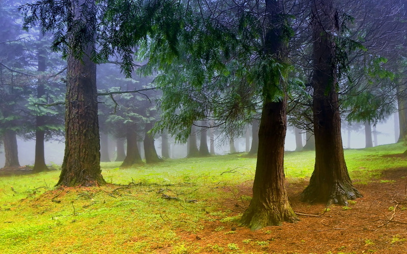 Morning, Mist, Forest, Scenery, Nature, Trees, 1080P, Fog