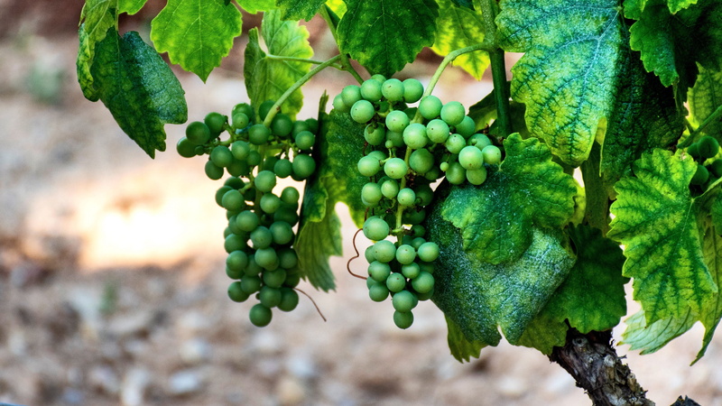 provencal, green, france, no people, agriculture, freshness, fruit, focus on foreground, food, wine grapes, south of france, grape harvest, tree, grape leaves
