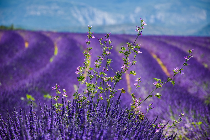 explore, south of france, flowerbed, flowering plant, field, beauty in nature, moustiers-sainte-marie, softness, inflorescence, growth, france, provencal