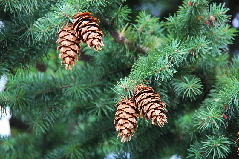 day, new zealand, green color, pinecone, leaves, close-up, growth, celebration, outdoors, focus on foreground, butterfly - insect, pine, orange, cones