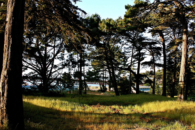 forest, day, tree trunk, scenics - nature, land, tranquil scene, plant, field, environment, San Francisco Bay, no people, grass, landscape, outdoors, sky