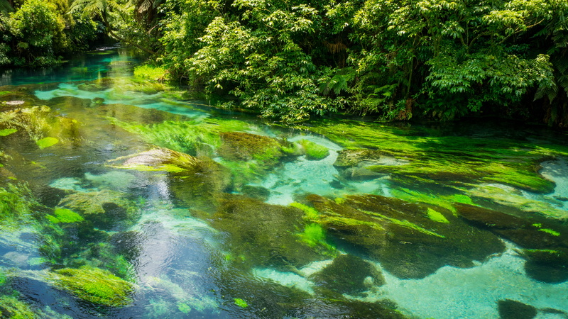 nature, beauty in nature, rock, stream - flowing water, clear, outdoors, day, tree, lake, flowing, plant, rotorua, blue lake - (tikitapu), green, clean