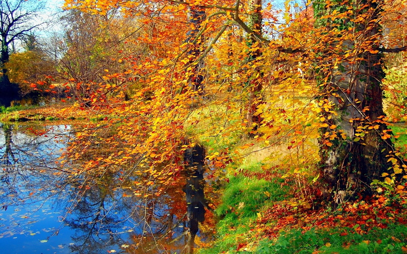 Leaves, 1080P, Autumn, Yellow, Grass, Pond, Trees