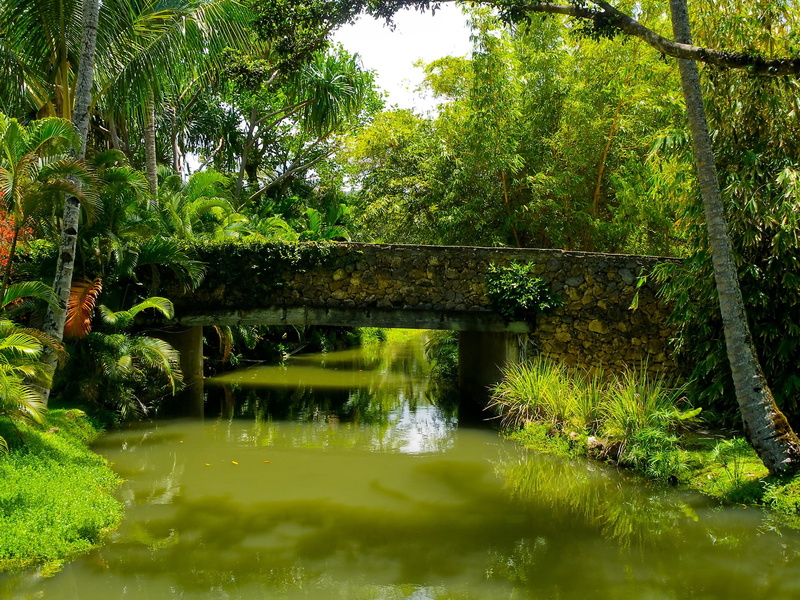 the bushes, bridge, 1080P, Park, palm trees, pond, tropics, greens, trees, grass