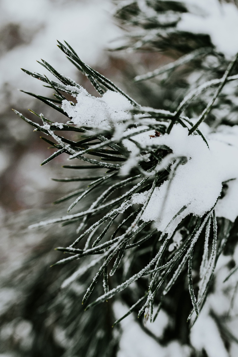 branch, closeup, ups, cold - Temperature, growth, snowy, ice, close-up, plant, frozen, twig, snow, christmas, outdoors, focus on foreground, winter, pinaceae