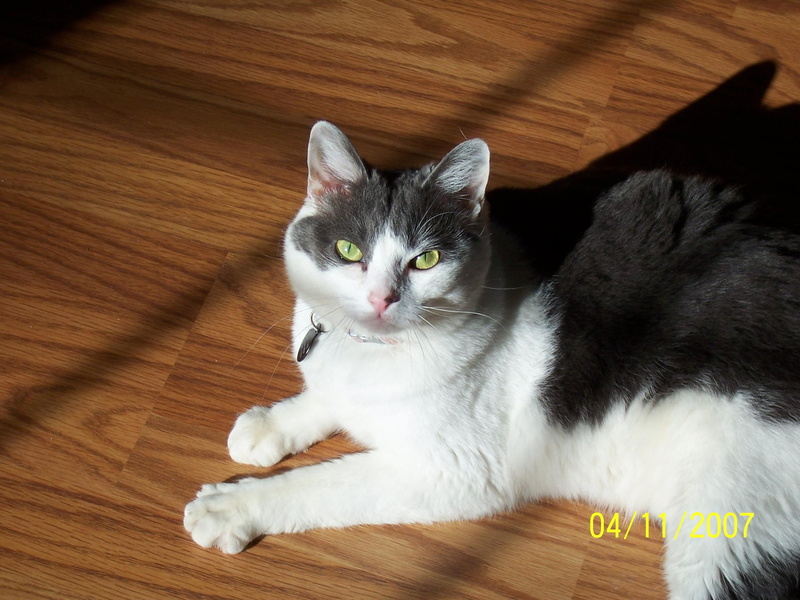 sun, cod, happy cat, cape, cape cod, gray, white, 1080P, bathing, animals