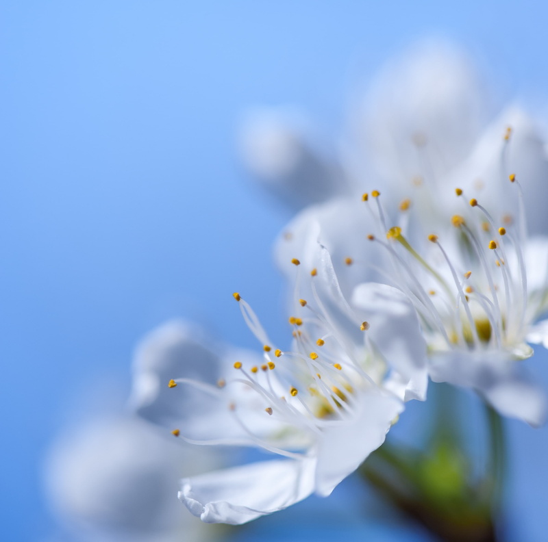 White, California, Spring, Aero, Blossom, wildlife, Macro, Photography, Flowers, LaCanadaFlintridge, Blue, Bloom, unitedstates, close-up, lightblue, Blooming
