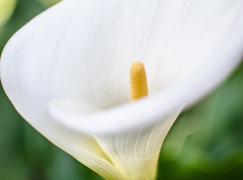 day, stamen, Macro, softness, flower head, Petal, Calla, nature, inflorescence, calla lily, Growing, Lily, sanfrancisco, beauty in nature, bokeh, flowering plant