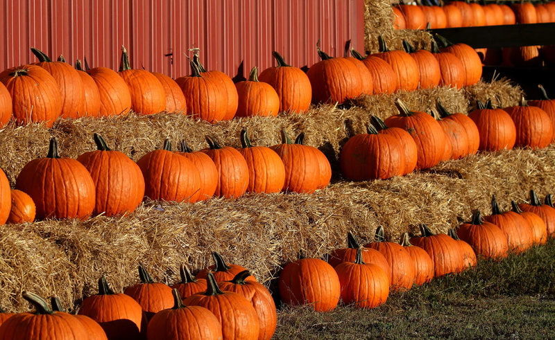 celebration, plant, countryside, scenic, amesbury, freshness, thanksgiving, crop, farm, fall, agricultural, hay, healthy eating, pumpkins, food, country